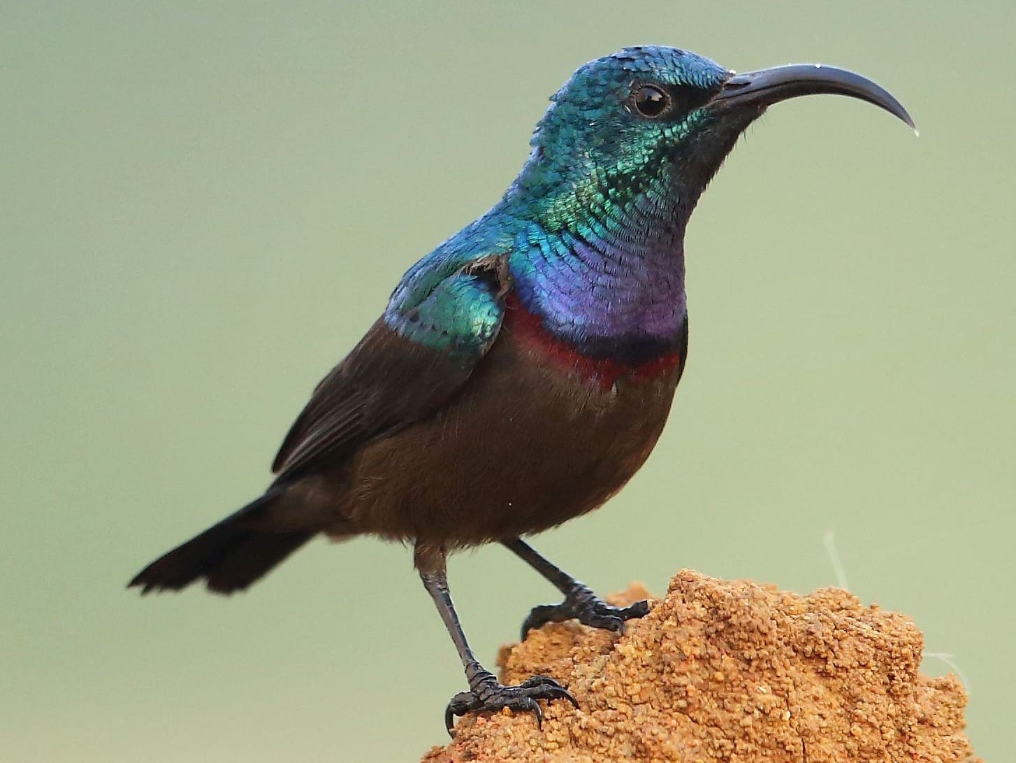 Loten's Sunbird (Long-billed Sunbird)